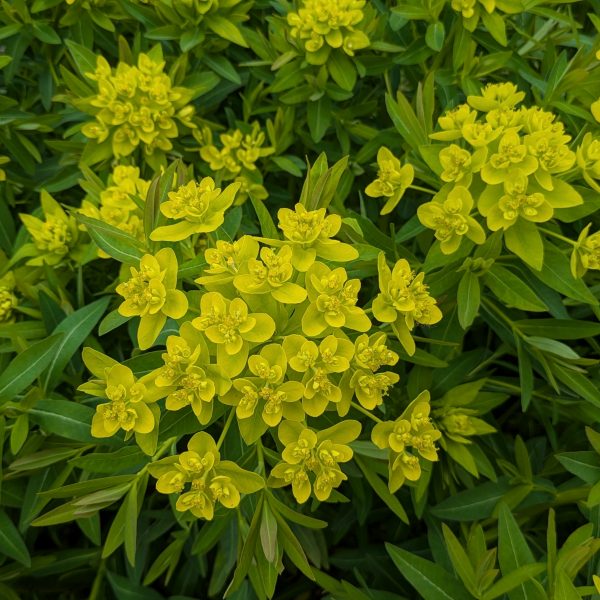Euphorbia palustris