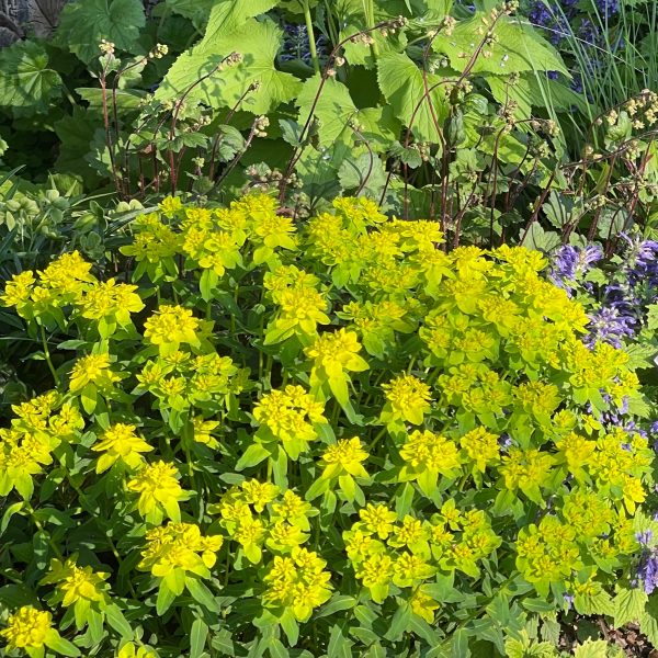 Euphorbia polychroma