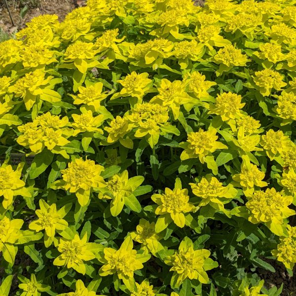 Euphorbia polychroma 'Major'