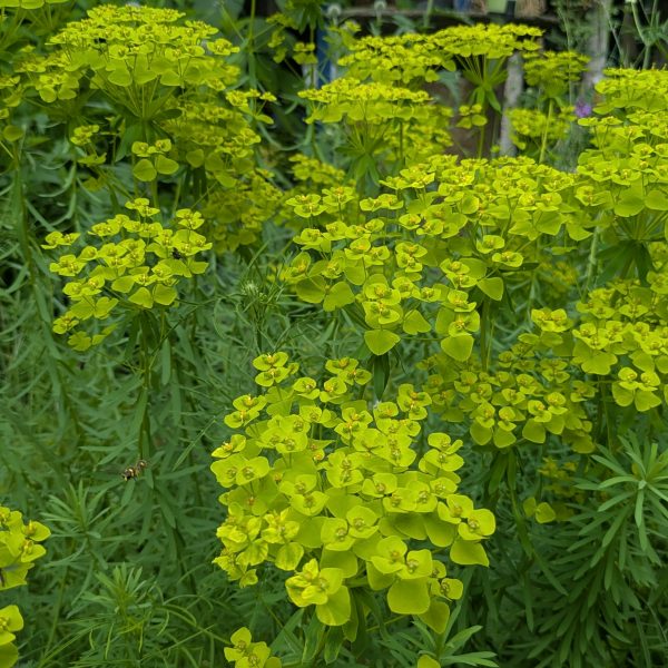 Euphorbia seguieriana ssp. niciciana