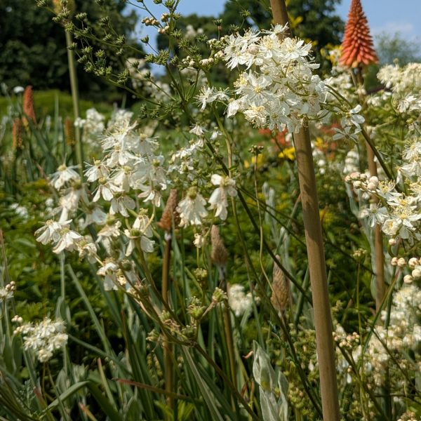 Filipendula vulgaris