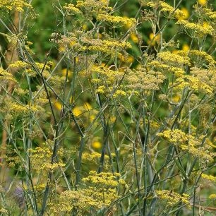 Foeniculum vulgare