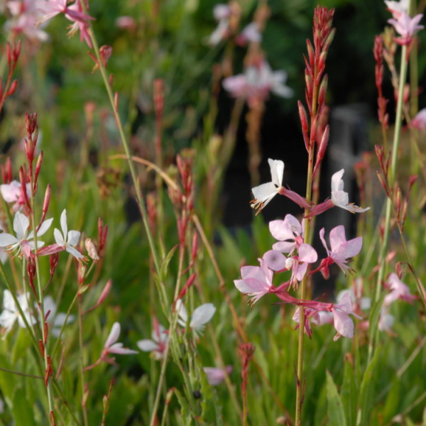 Gaura lindheimeri 'Summer Breeze'