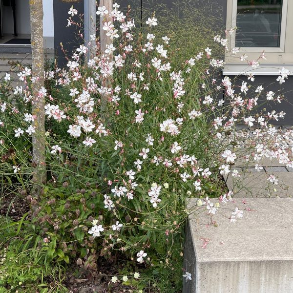 Gaura lindheimeri 'Whirling Butterflies'