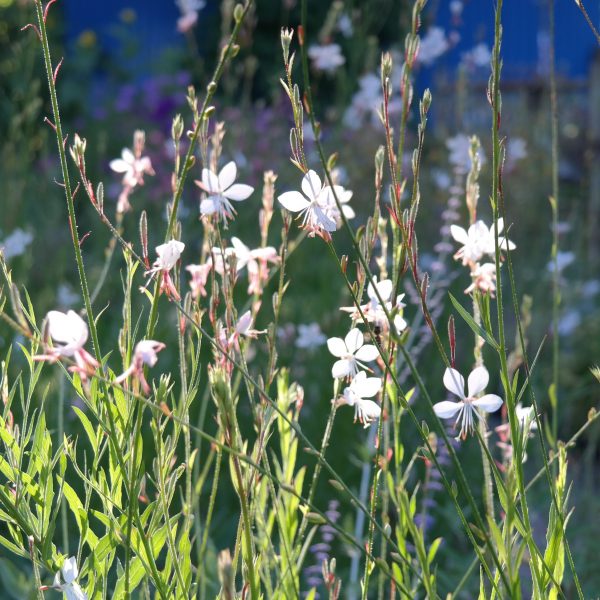 Gaura lindheimeri