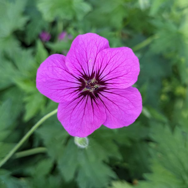 Geranium Hybr. 'Patricia'