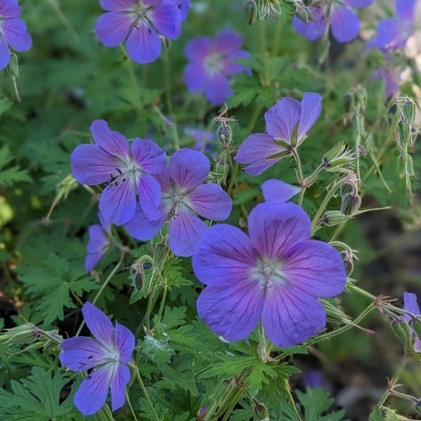 Geranium himalayense 'Gravetye'