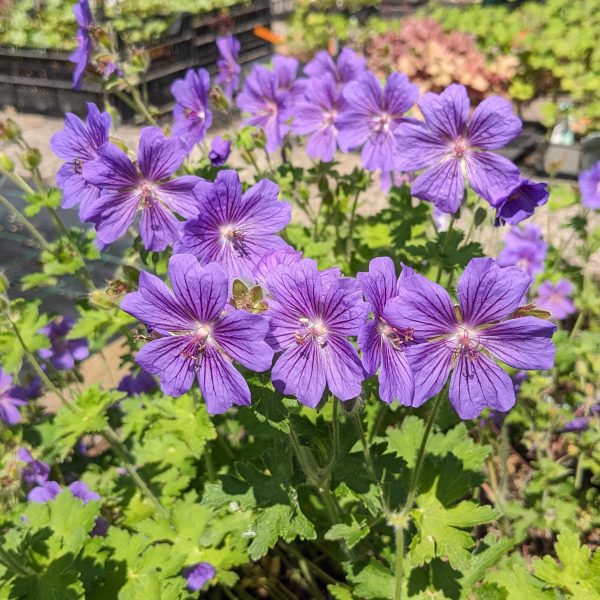Geranium x magnificum 'Rosemoor'