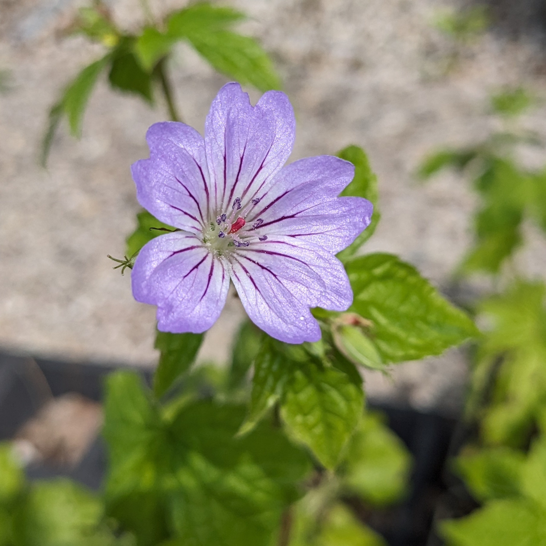 Geranium nodosum