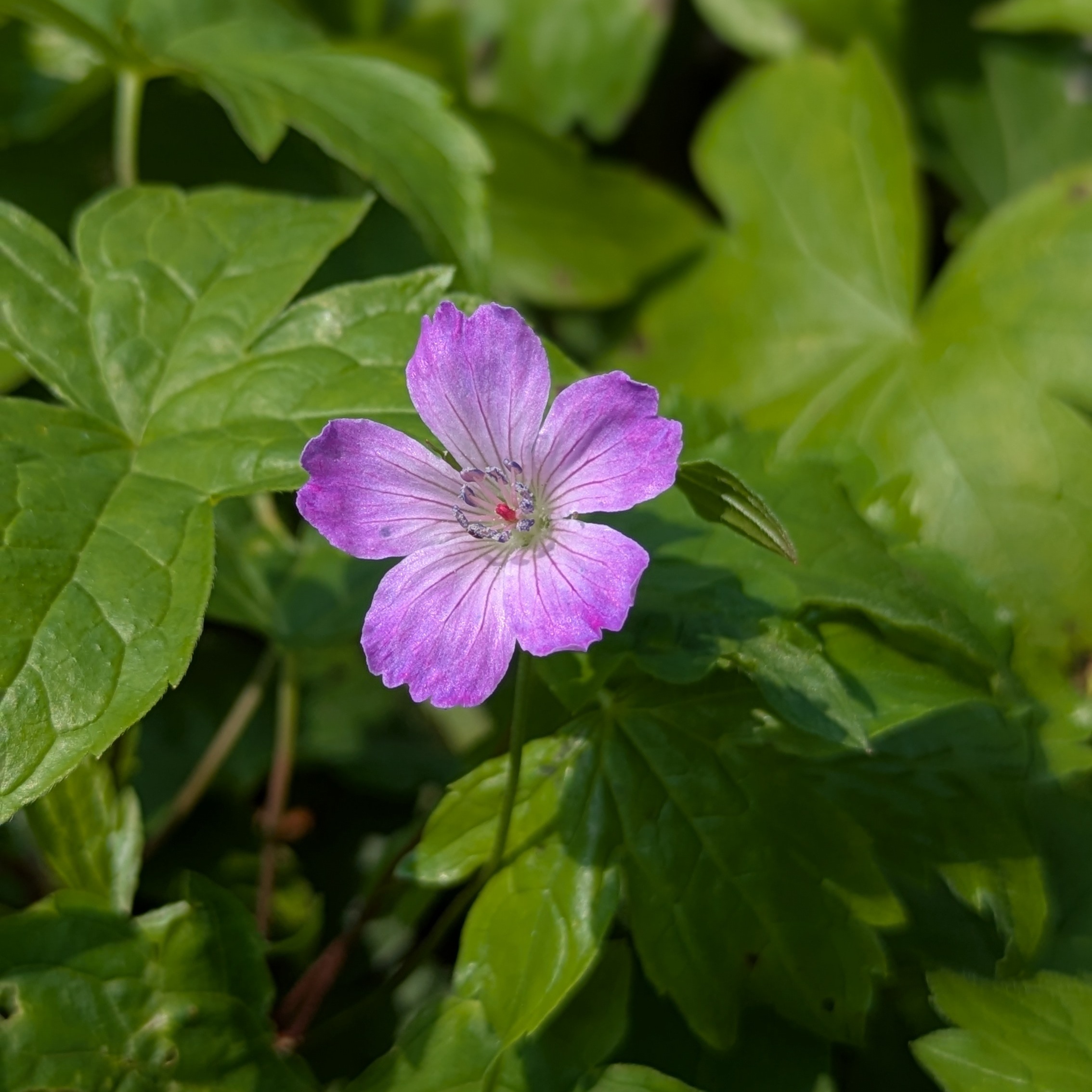Geranium nodosum 'Gila'