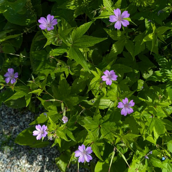 Geranium nodosum 'Gila'