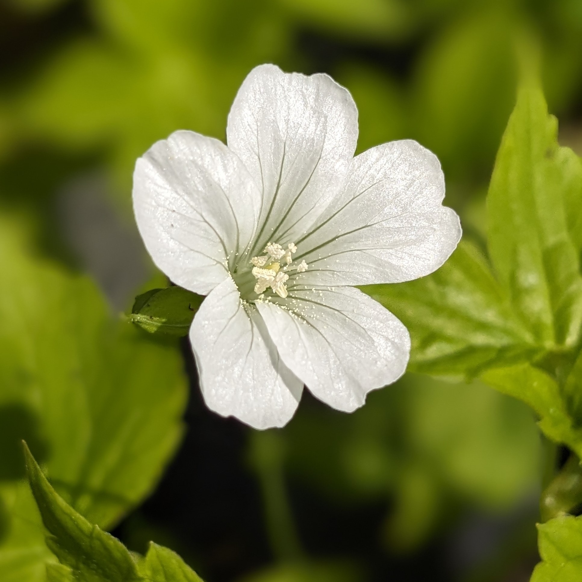 Geranium nodosum 'Silverwood'