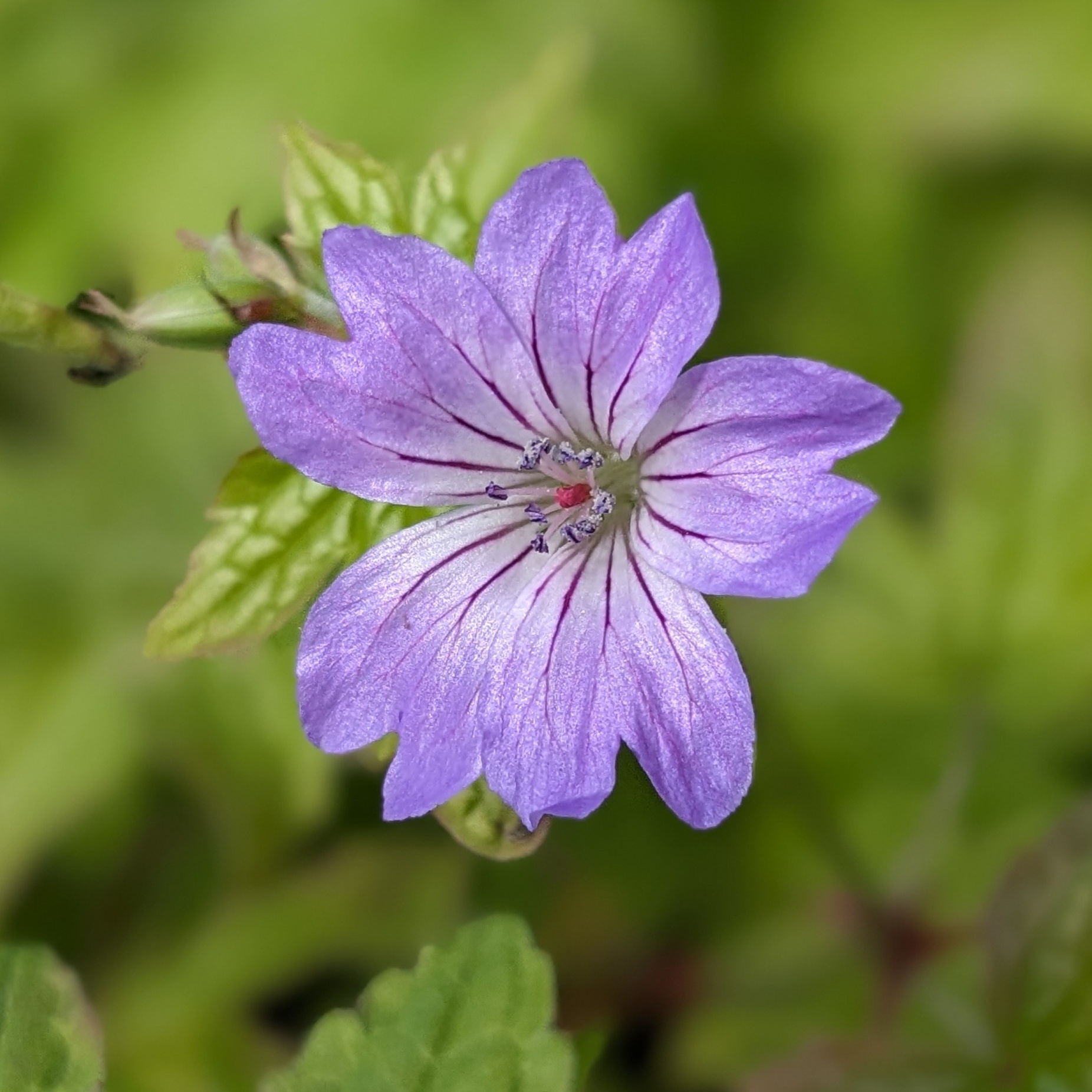 Geranium nodosum 'Simon'