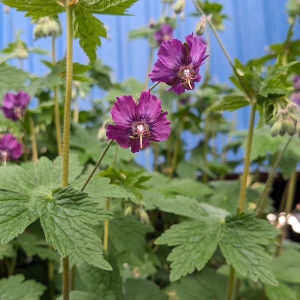 Geranium phaeum