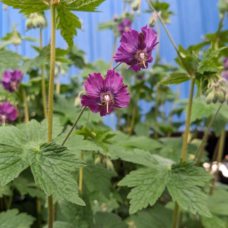 Geranium phaeum
