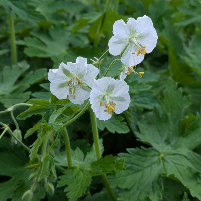 Geranium phaeum 'Album'