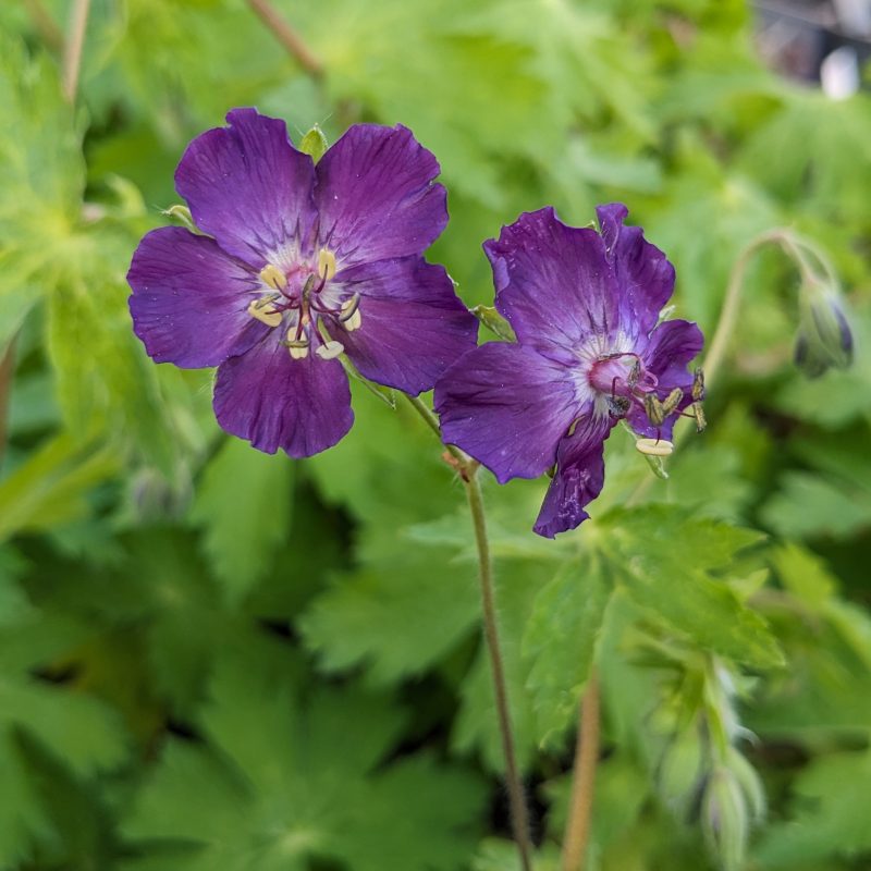 Geranium phaeum 'Lily Lovell'