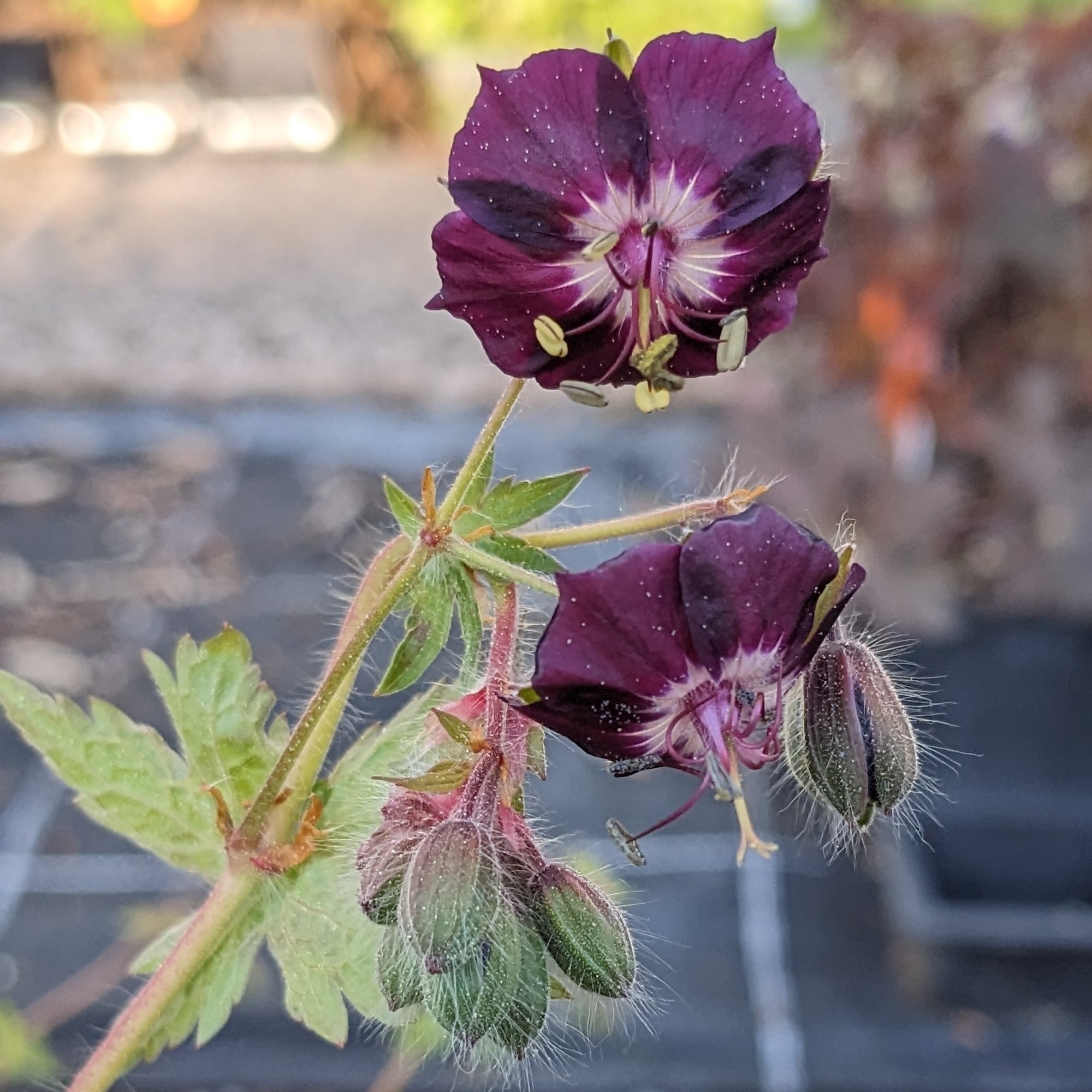 Geranium phaeum 'Samobor'