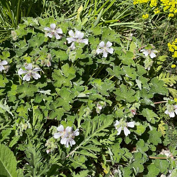 Geranium renardii