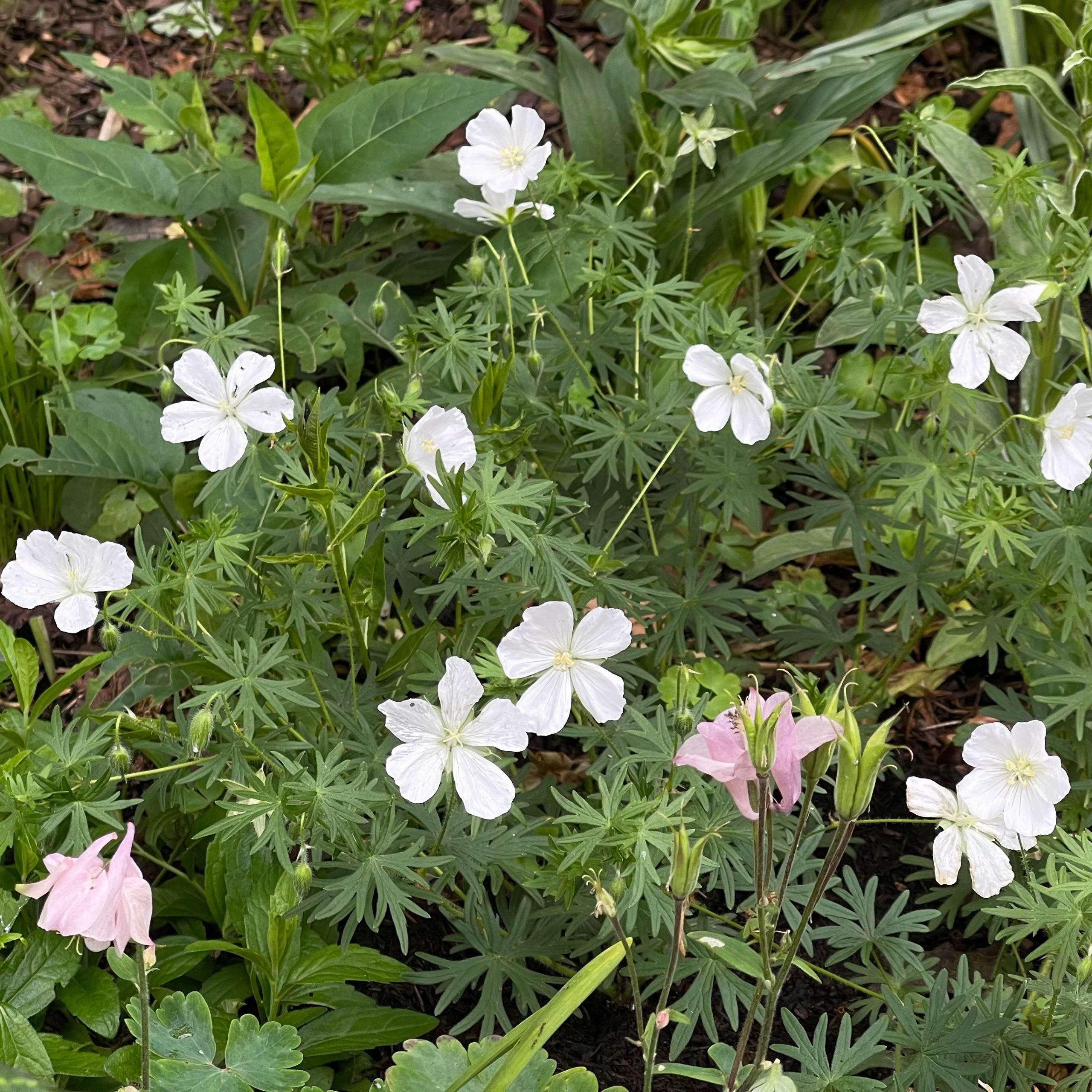 Geranium sanguineum 'Album'