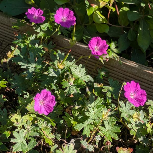Geranium sanguineum 'Nanum'
