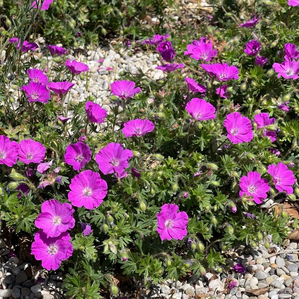 Geranium sanguineum 'Nanum'