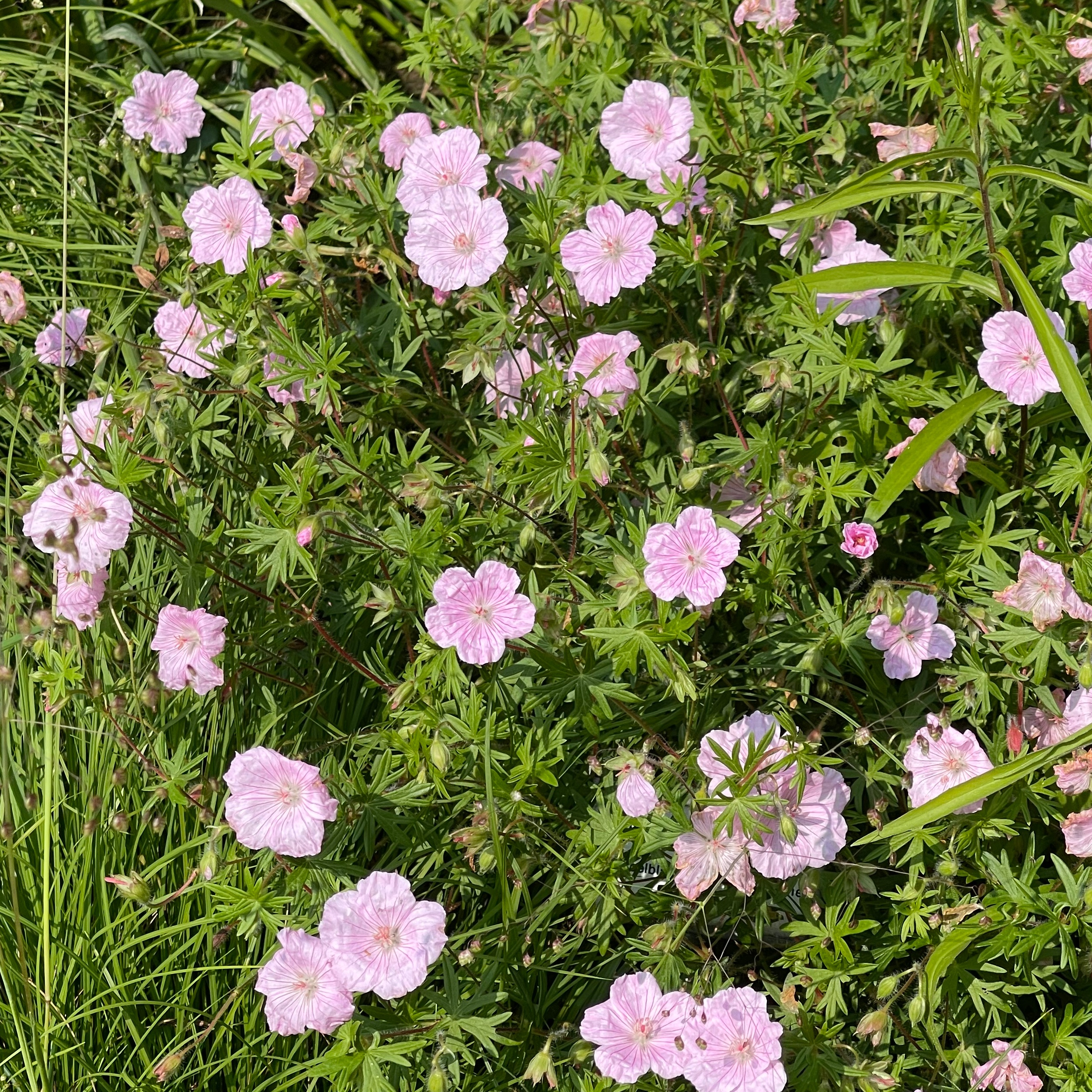 Geranium sanguineum var. striatum