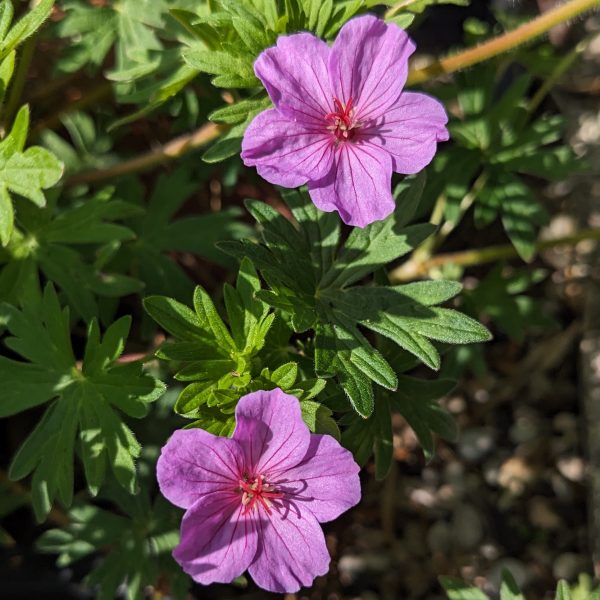 Geranium Sanguineum-Hybr. 'Dilys'