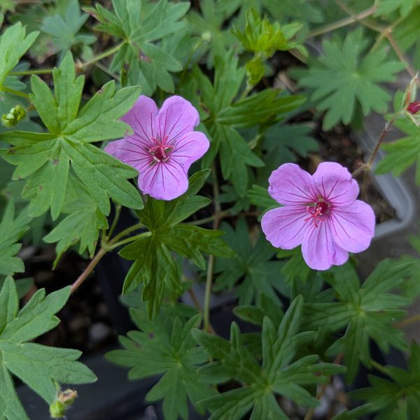 Geranium Sanguineum-Hybr. 'Light Dilys'