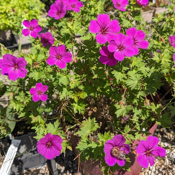 Geranium Sanguineum-Hybr. 'Little David'