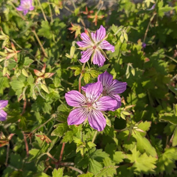 Geranium wlassovianum