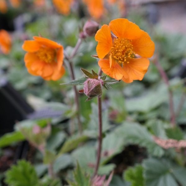Geum coccineum 'Carlskaer'