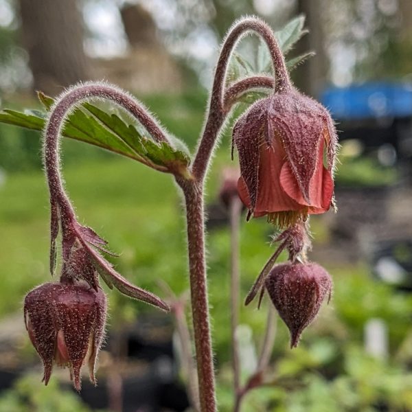 Geum rivale