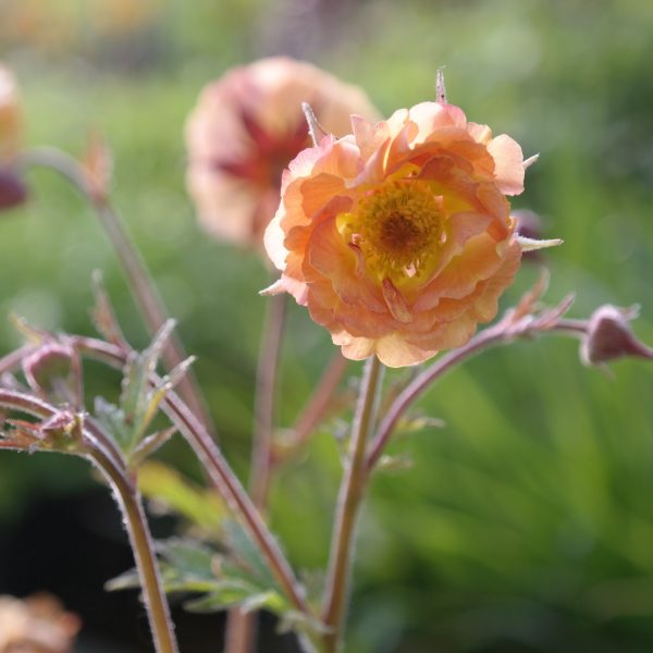 Geum x cultorum 'Mai Tai' ®