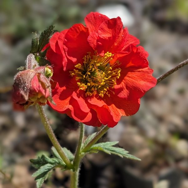 Geum x cultorum 'Red Wings'