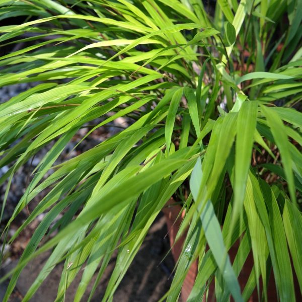 Hakonechloa macra