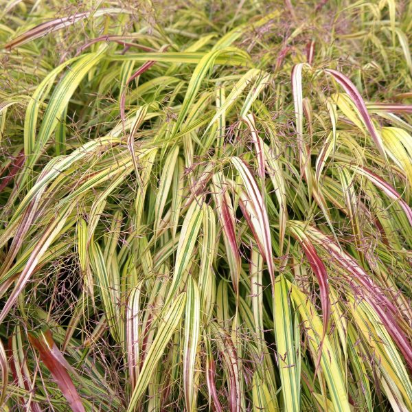 Hakonechloa macra 'Aureola'