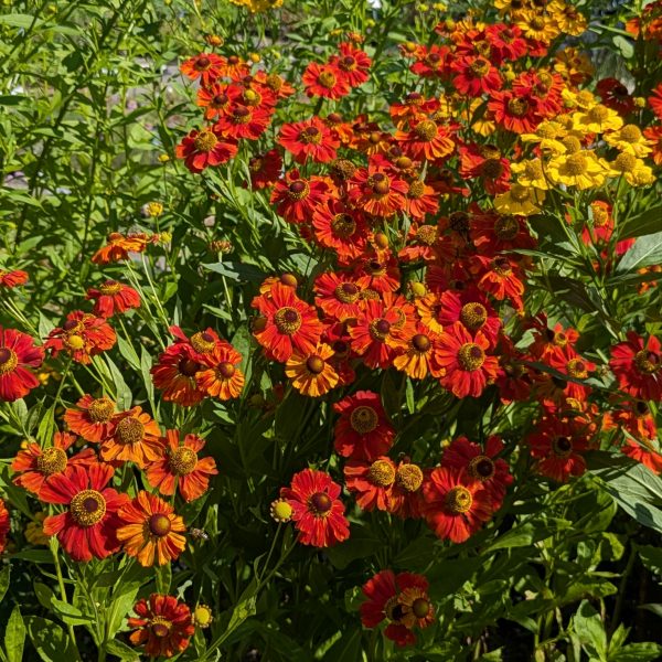 Helenium 'Baudirektor Linne'