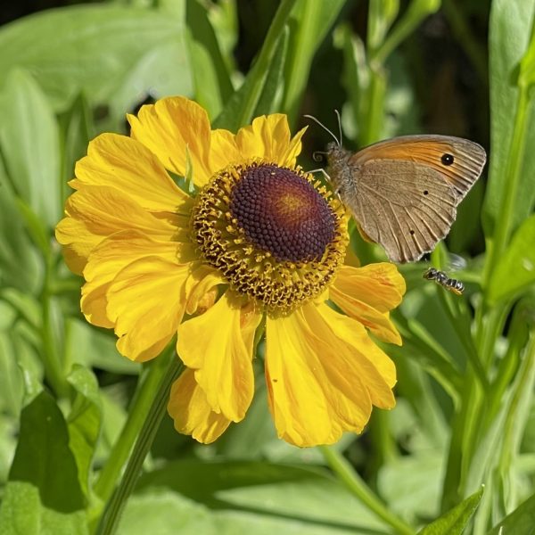 Helenium 'El Dorado'