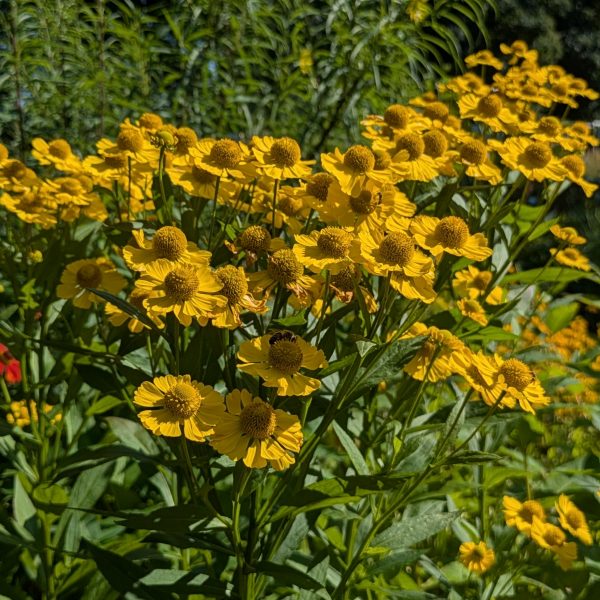 Helenium 'Kanaria'