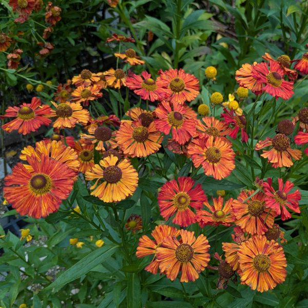 Helenium 'Kupferziegel'