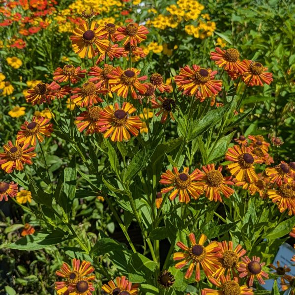 Helenium 'Loysder Wieck'