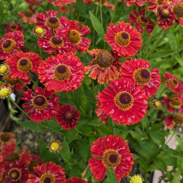 Helenium 'Salsa' ®