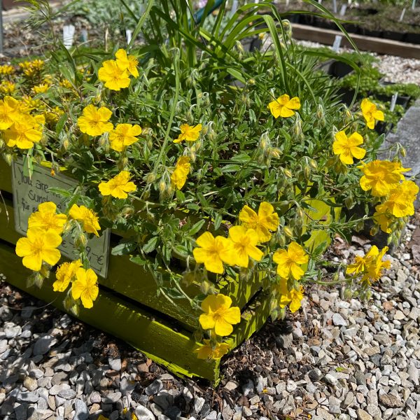 Helianthemum x cultorum 'Sterntaler'