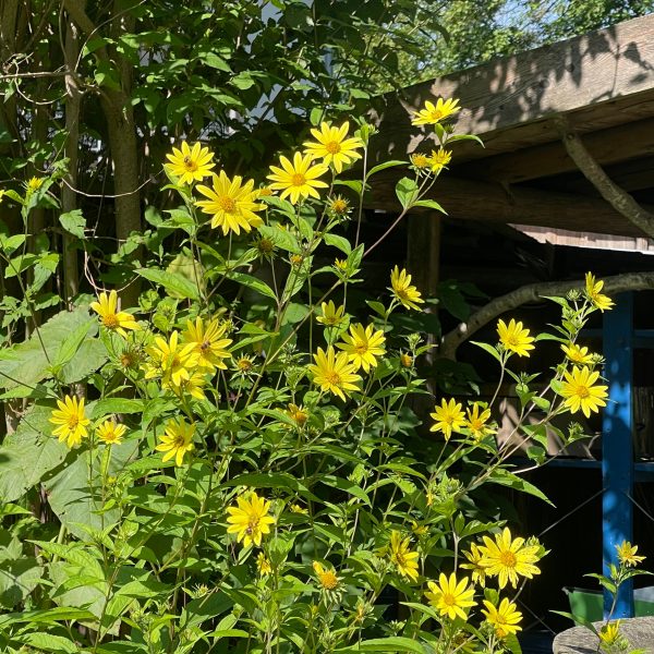 Helianthus microcephalus 'Lemon Queen'