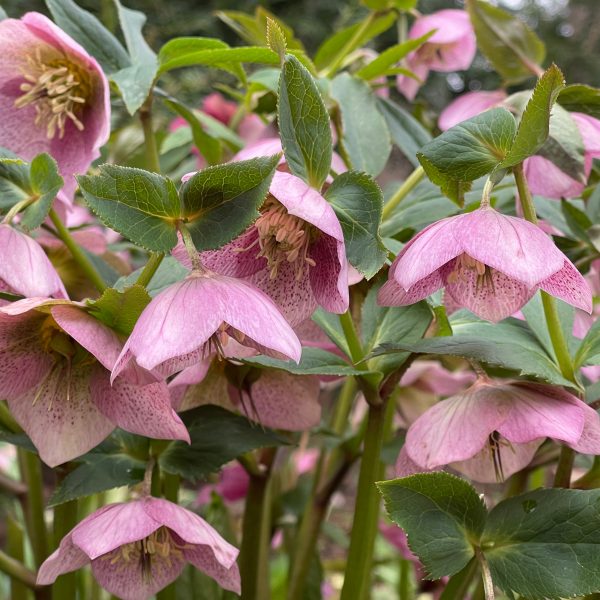 Helleborus Orientalis-Hybr. Rosa