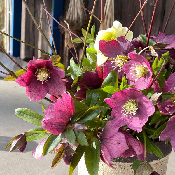 Helleborus Orientalis-Hybr. Rot