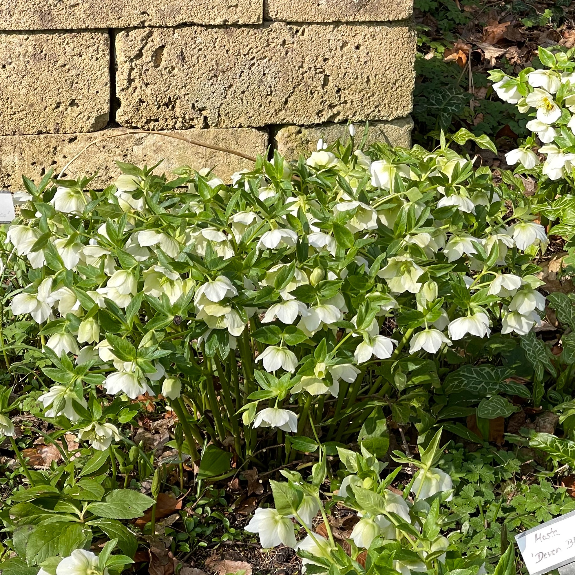 Helleborus Orientalis-Hybr. Weiß