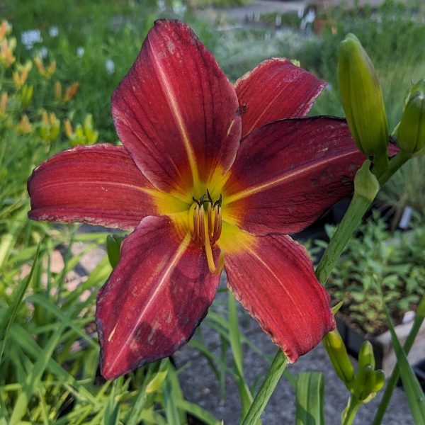 Hemerocallis 'Arriba'