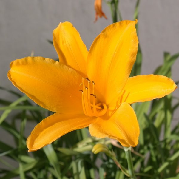 Hemerocallis 'Aten'